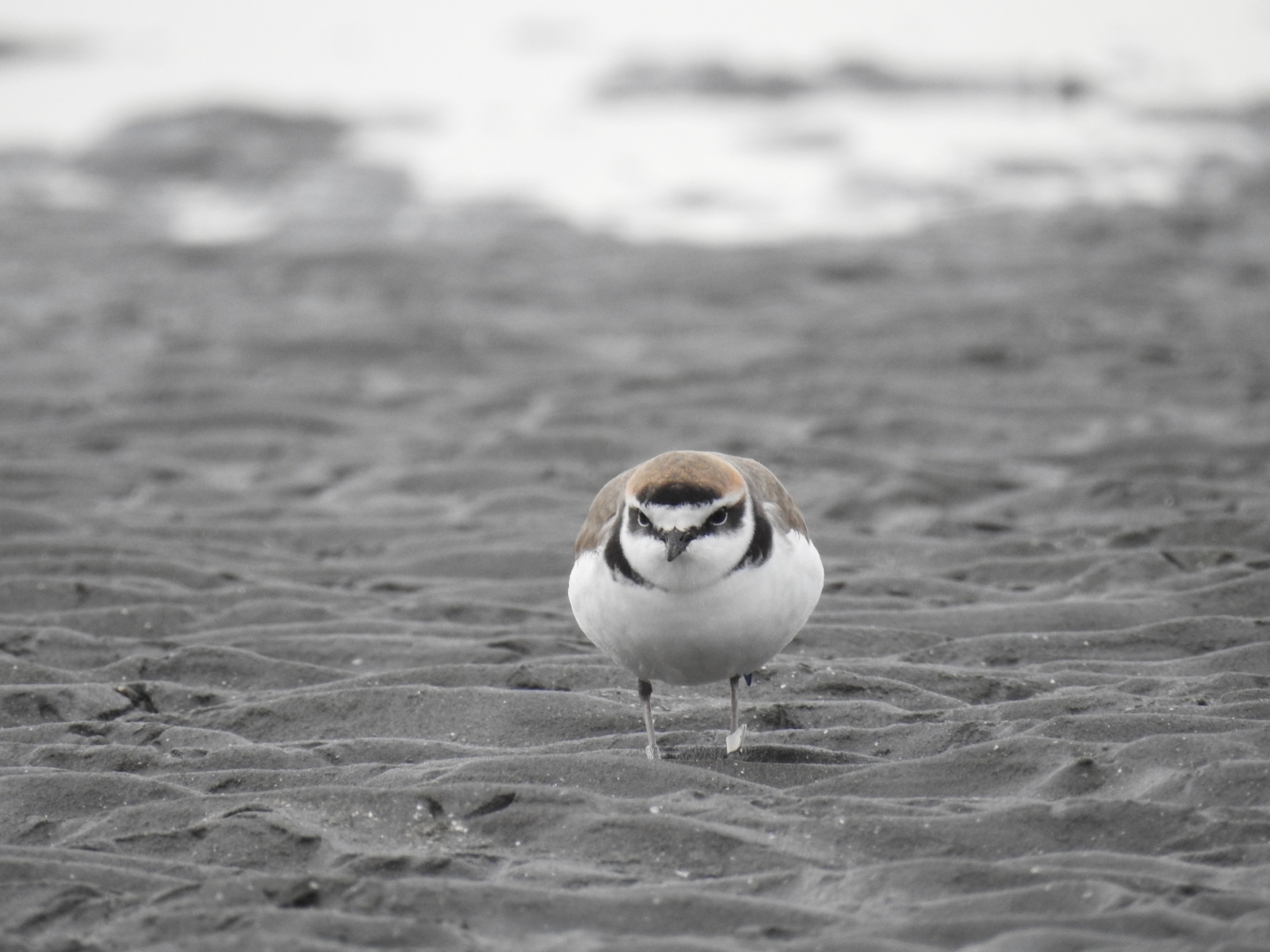 Photo of Kentish Plover at Sambanze Tideland by めぐ