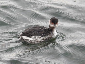 Black-necked Grebe Sambanze Tideland Wed, 12/25/2019