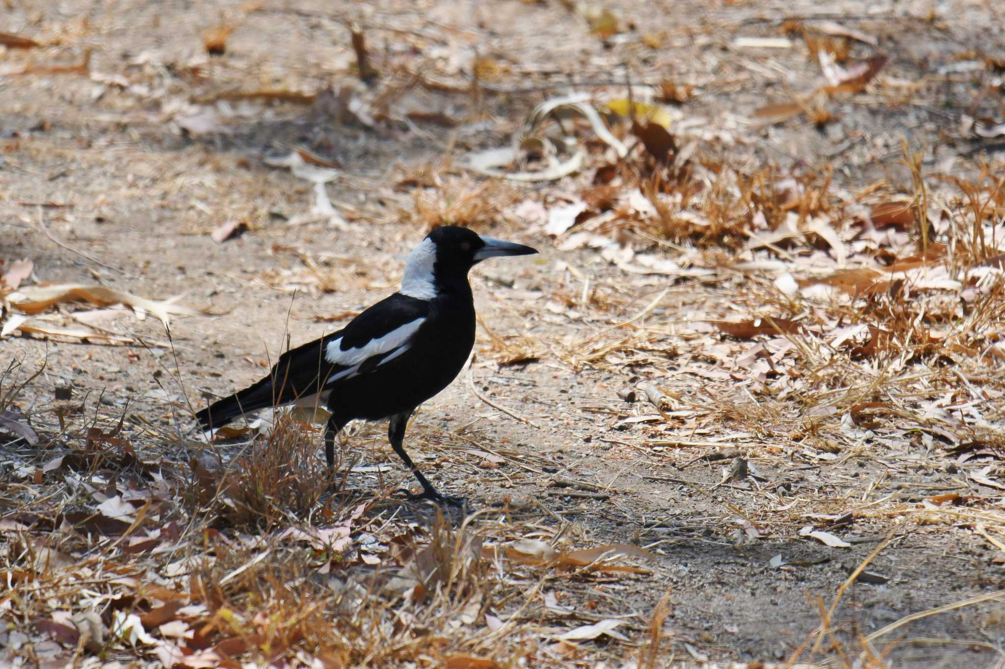 Australian Magpie