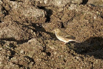 Meadow Pipit La Rochelle Fri, 10/25/2019