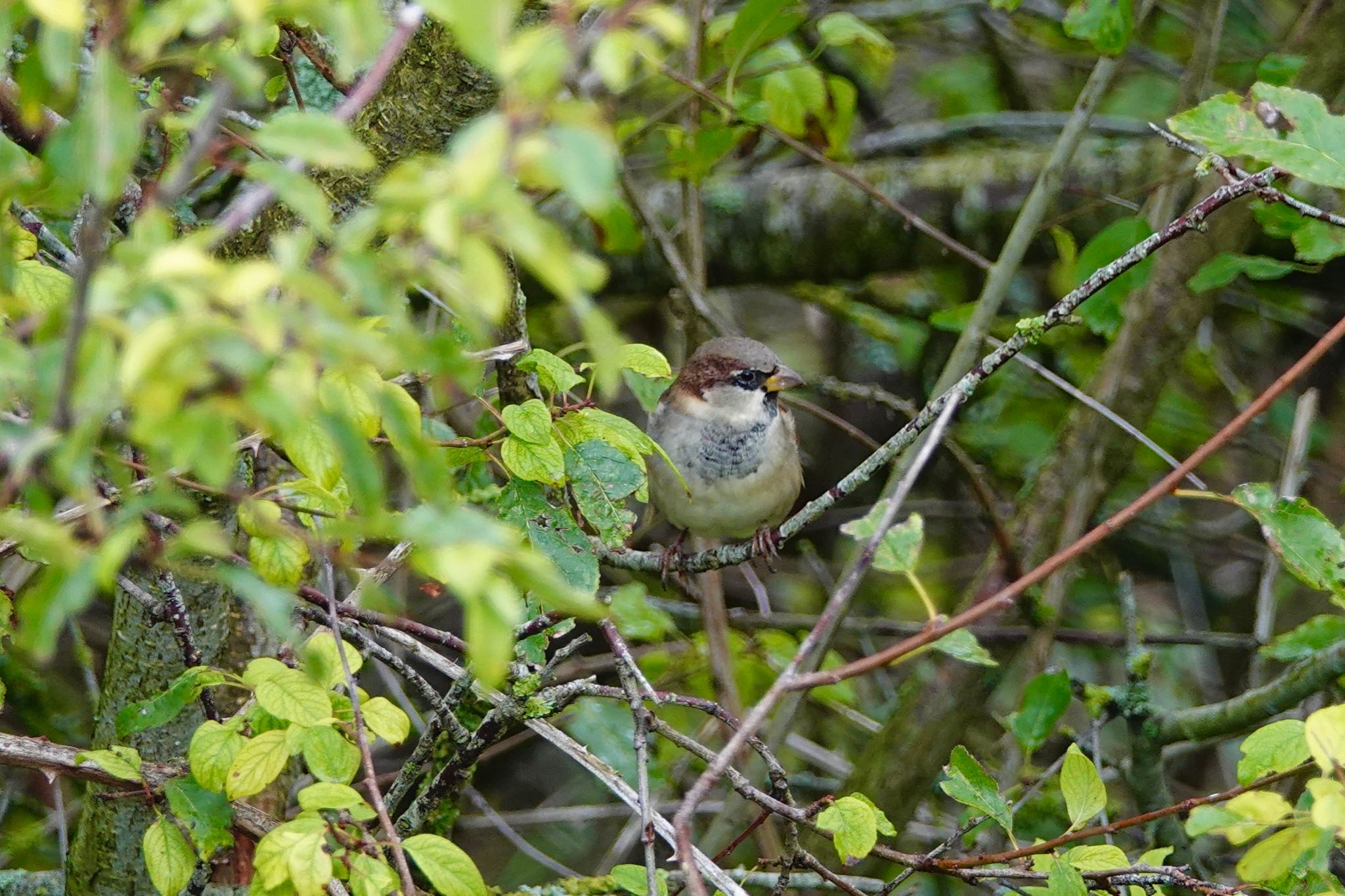 Photo of House Sparrow at La Rochelle by のどか