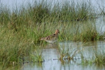 Common Snipe La Rochelle Thu, 10/24/2019