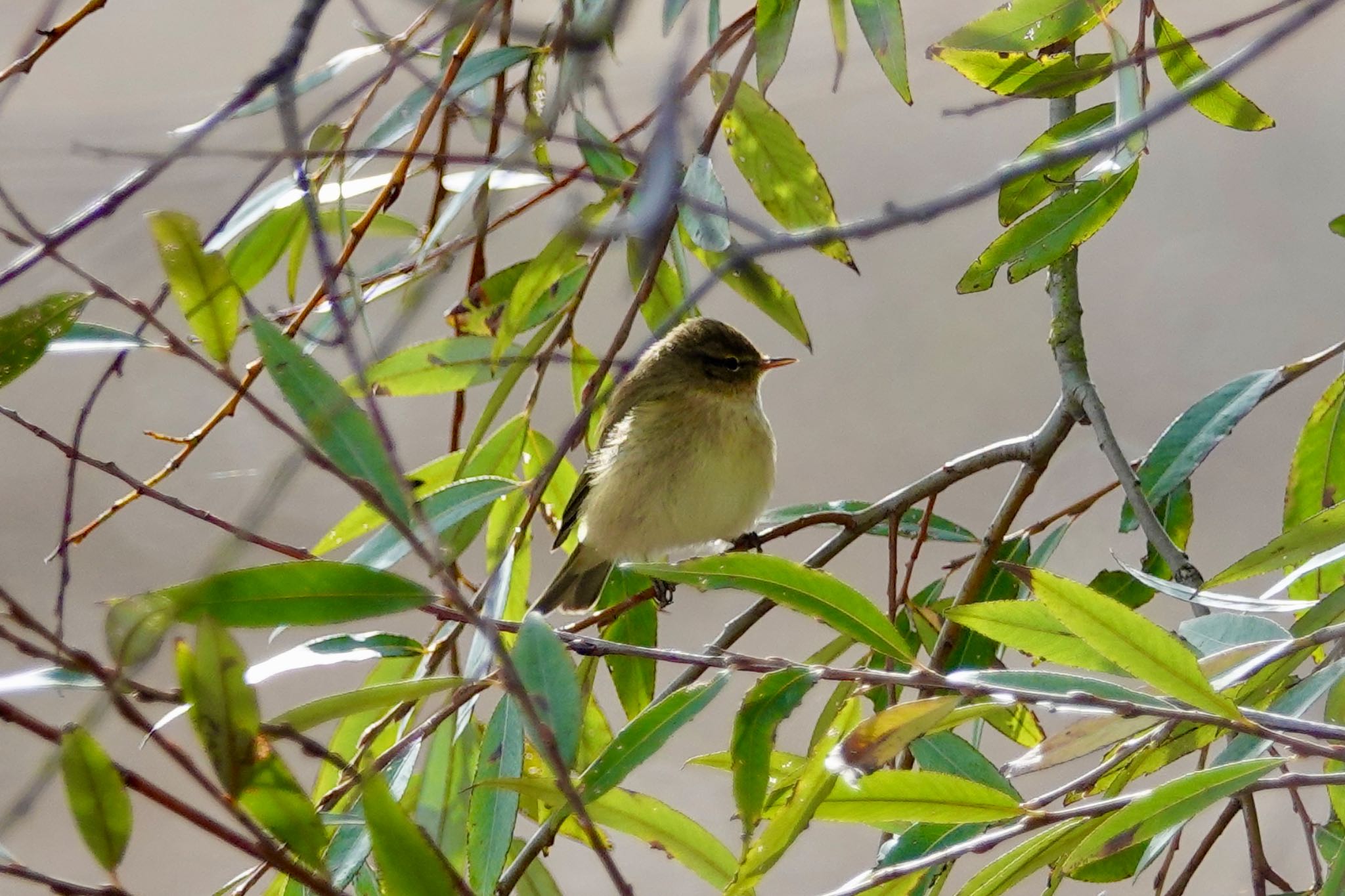 Photo of Common Chiffchaff at La Rochelle by のどか