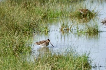 Common Snipe La Rochelle Thu, 10/24/2019