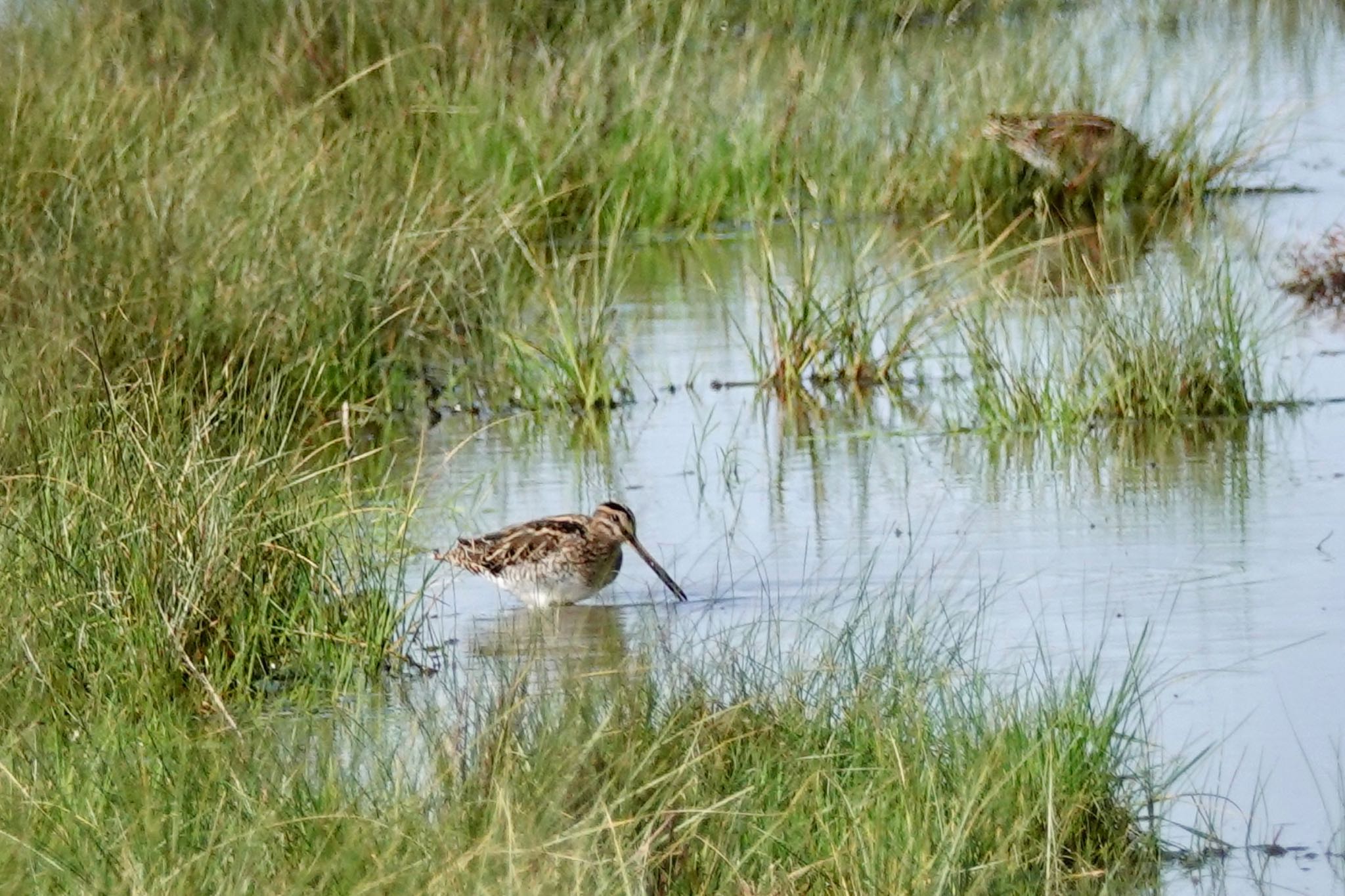 Photo of Common Snipe at La Rochelle by のどか