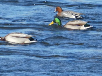 マガモ 多摩川二ヶ領宿河原堰 2019年12月28日(土)