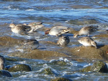 Eurasian Teal 多摩川二ヶ領宿河原堰 Sat, 12/28/2019