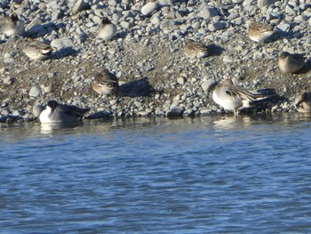 Northern Pintail 多摩川二ヶ領宿河原堰 Sat, 12/28/2019