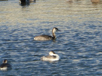 Great Crested Grebe 多摩川二ヶ領宿河原堰 Sat, 12/28/2019