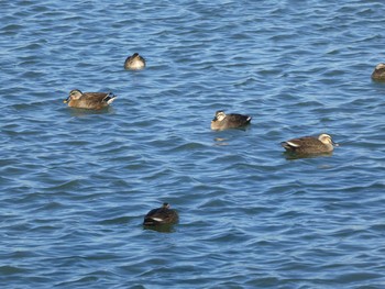 Eastern Spot-billed Duck 多摩川二ヶ領宿河原堰 Sat, 12/28/2019