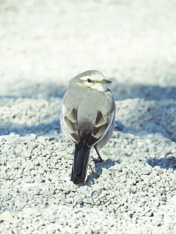 2019年12月28日(土) 不忍池(上野恩賜公園)の野鳥観察記録