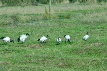 African Sacred Ibis La Rochelle Fri, 10/25/2019