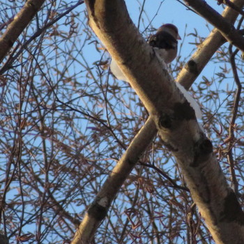 2019年12月29日(日) 真駒内公園の野鳥観察記録