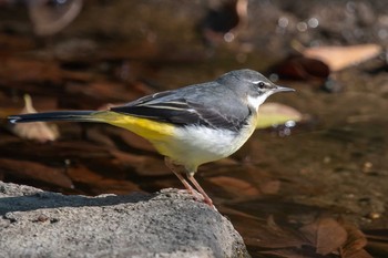 キセキレイ 明石公園 2019年12月14日(土)