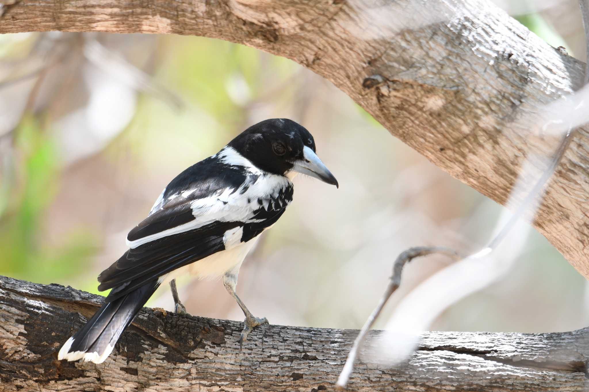 Photo of Black-backed Butcherbird at オーストラリア by あひる