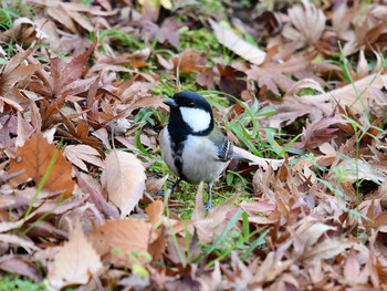 Japanese Tit 東京01 Sun, 12/22/2019