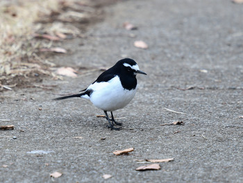 Japanese Wagtail 東京01 Sun, 12/22/2019