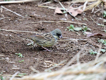 Masked Bunting 東京01 Sun, 12/22/2019