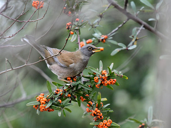 Pale Thrush 東京01 Sun, 12/22/2019