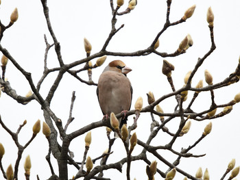 Hawfinch 東京01 Sun, 12/22/2019