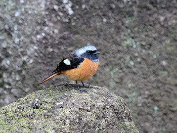 Daurian Redstart 東京01 Sun, 12/22/2019