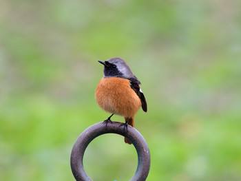 Daurian Redstart 東京01 Sun, 12/22/2019