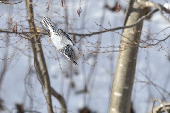 Crested Kingfisher 札幌市 Sun, 12/29/2019