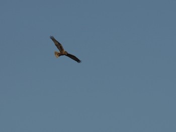 2019年12月29日(日) 渡良瀬遊水地の野鳥観察記録