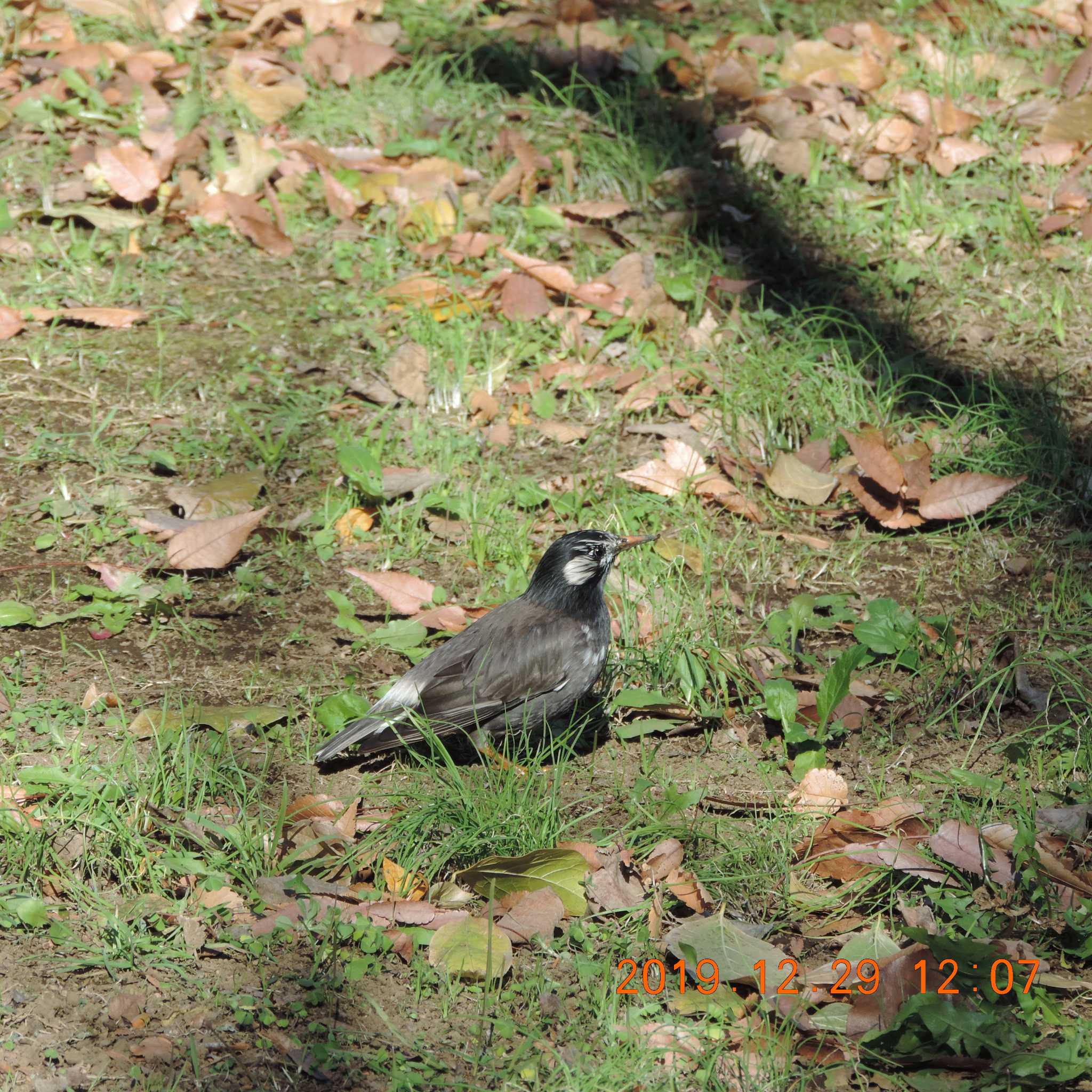 White-cheeked Starling