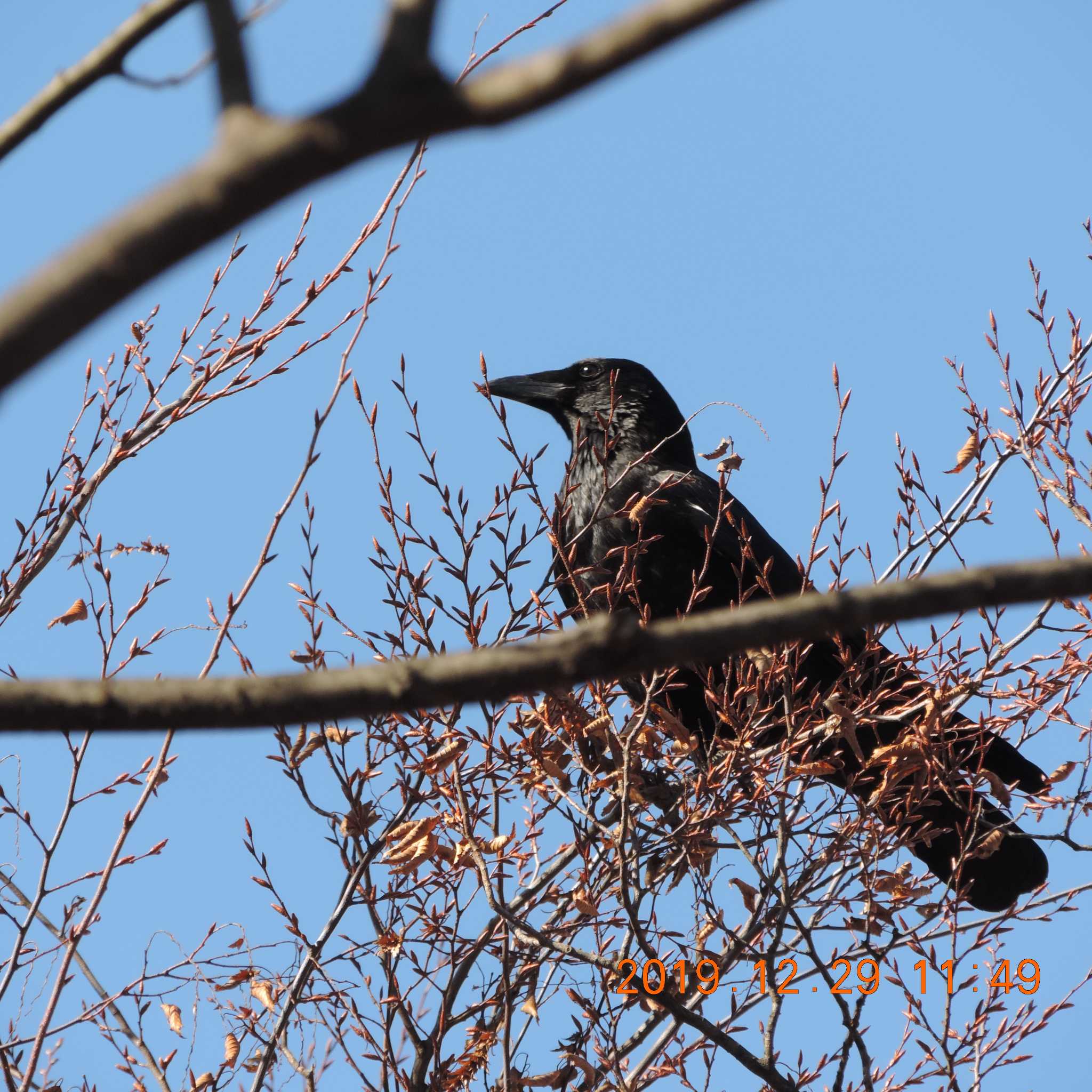 Carrion Crow