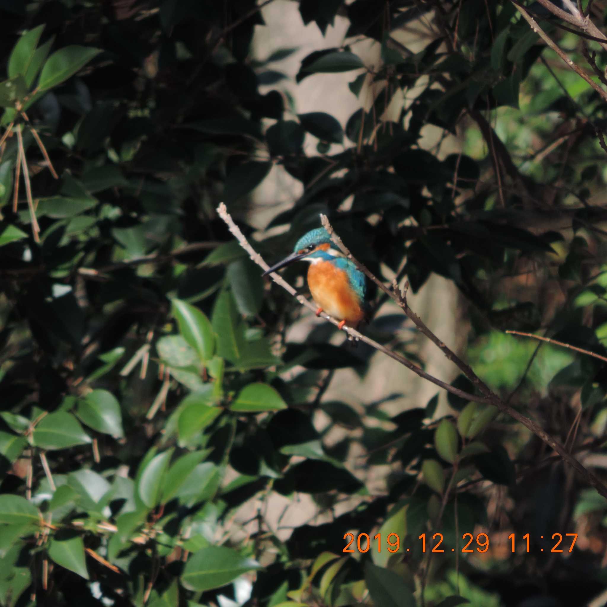 Common Kingfisher