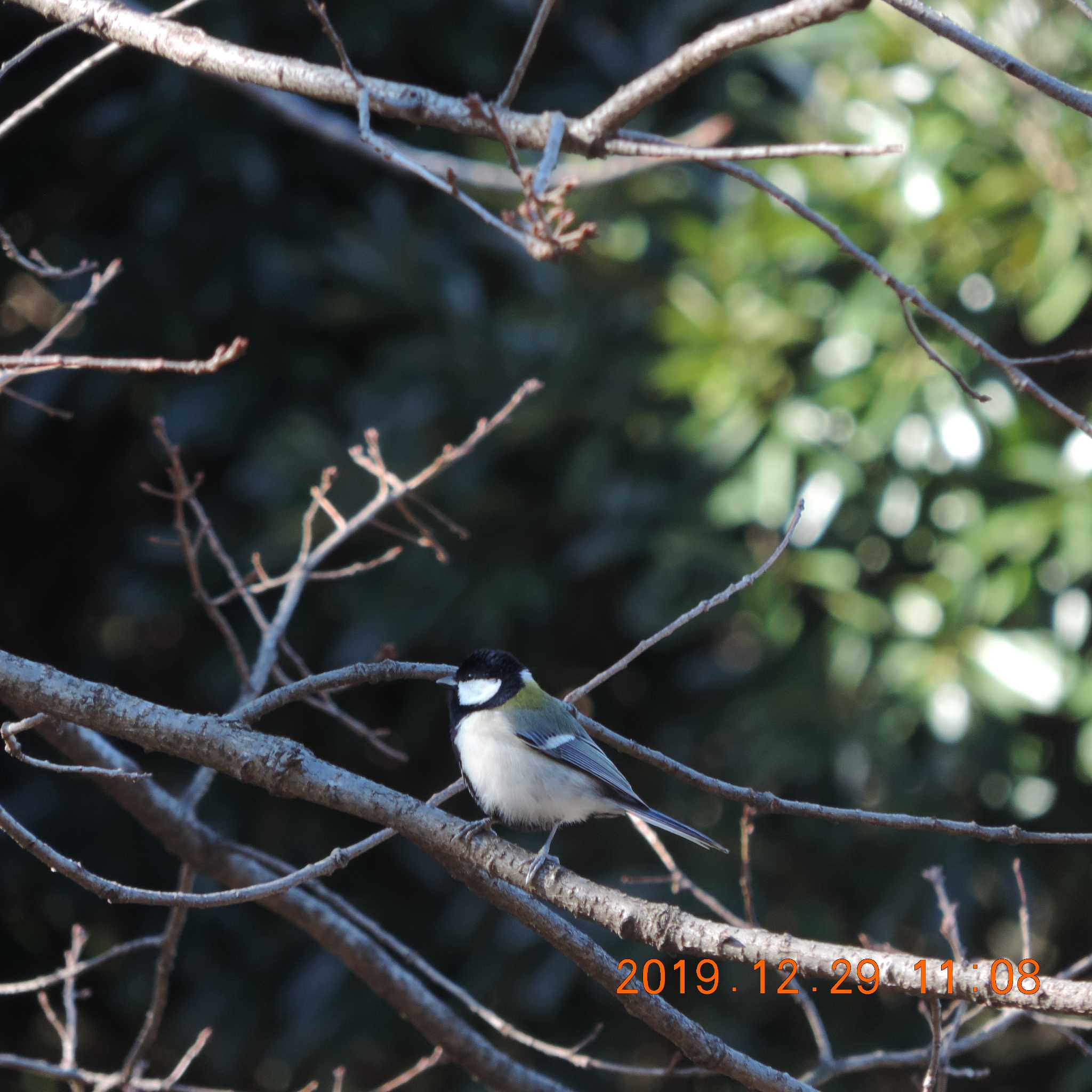 Japanese Tit