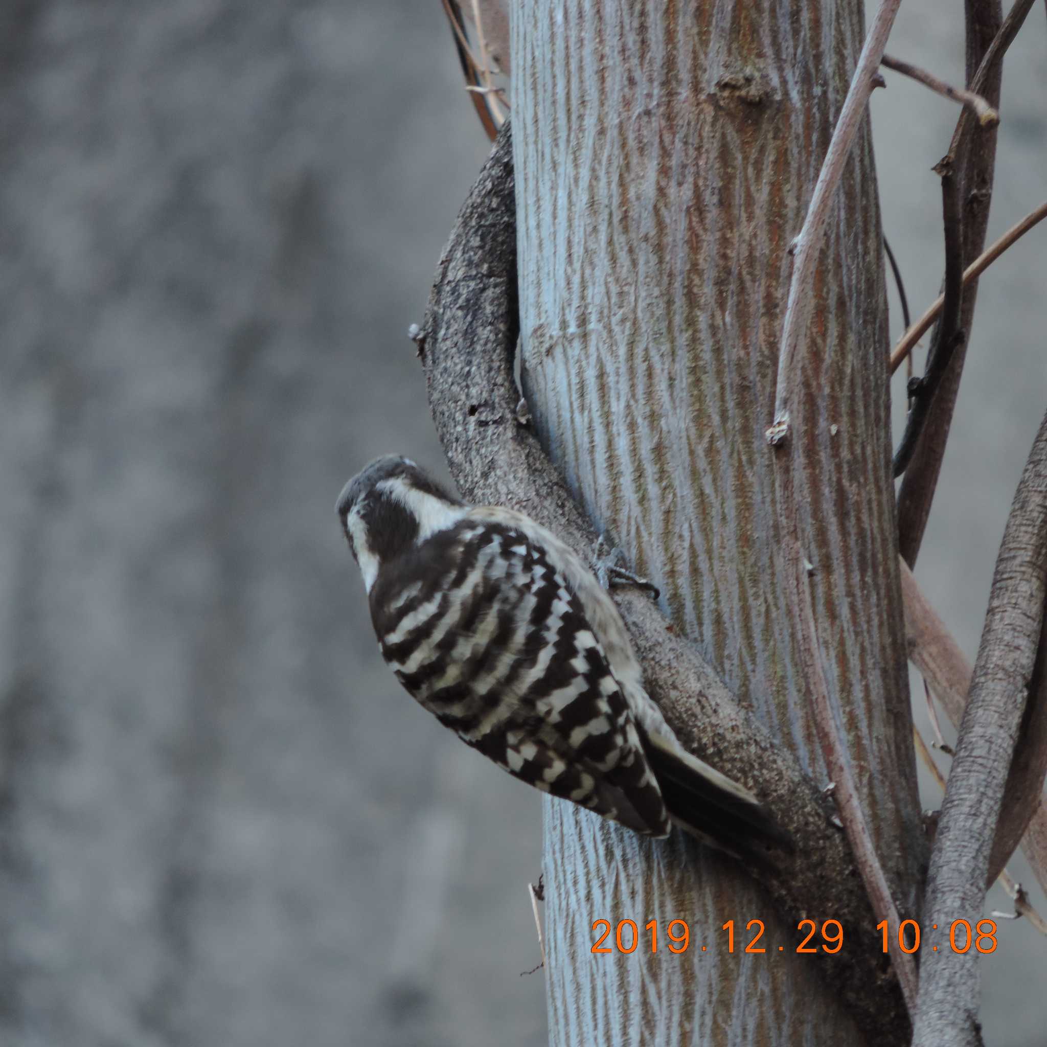 Japanese Pygmy Woodpecker