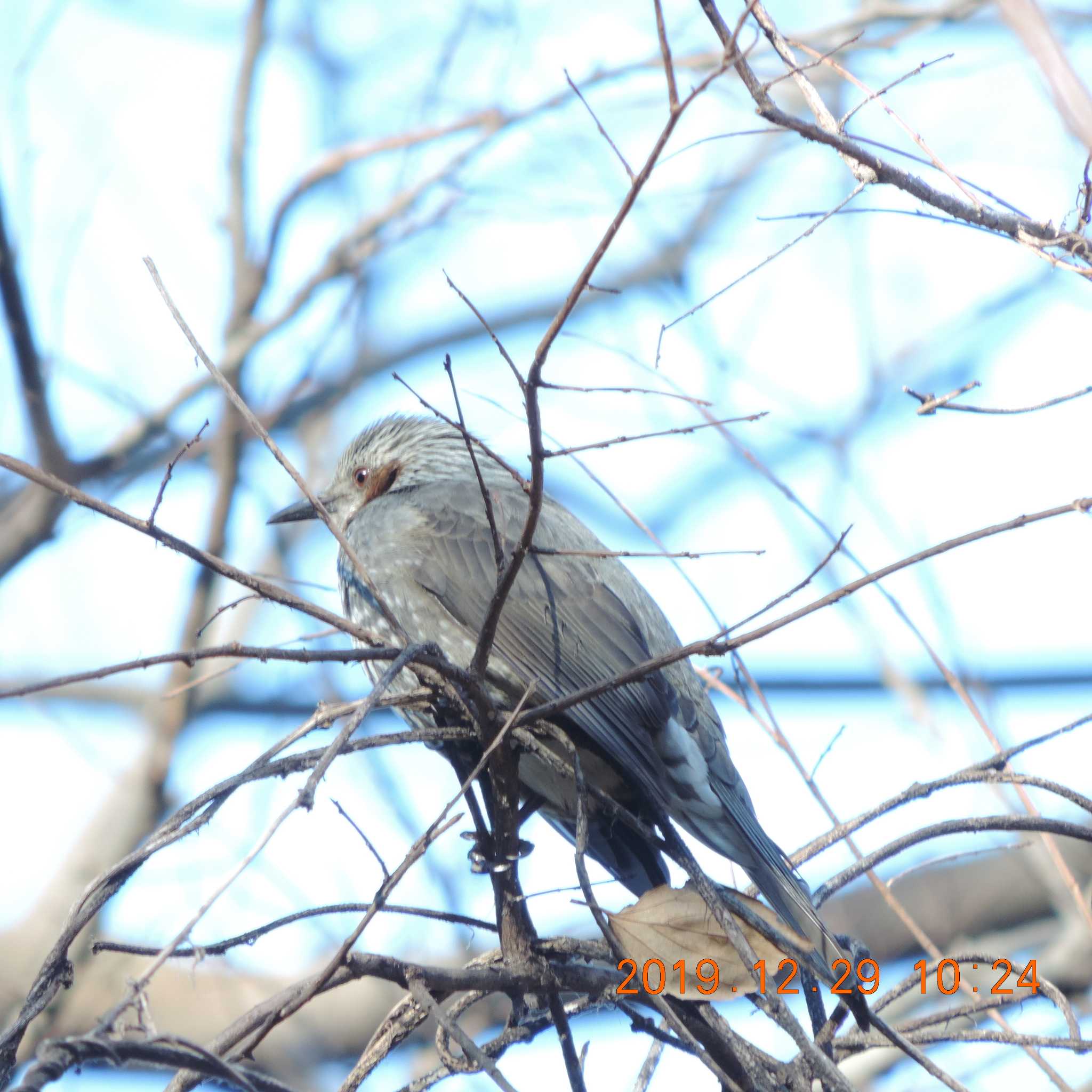 Brown-eared Bulbul