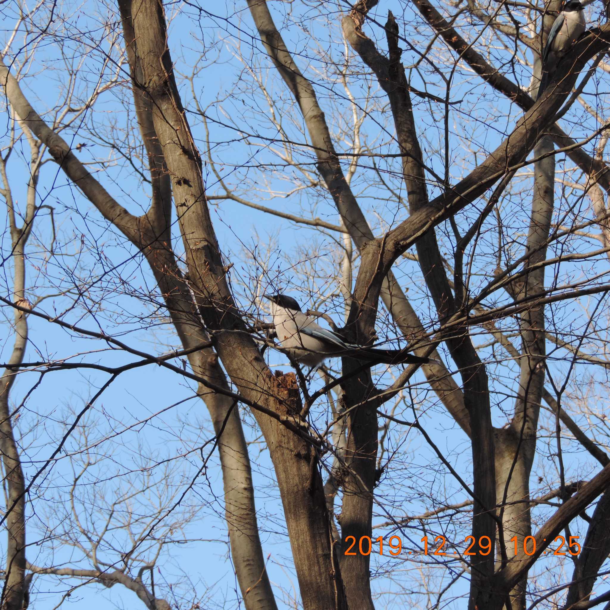 Azure-winged Magpie