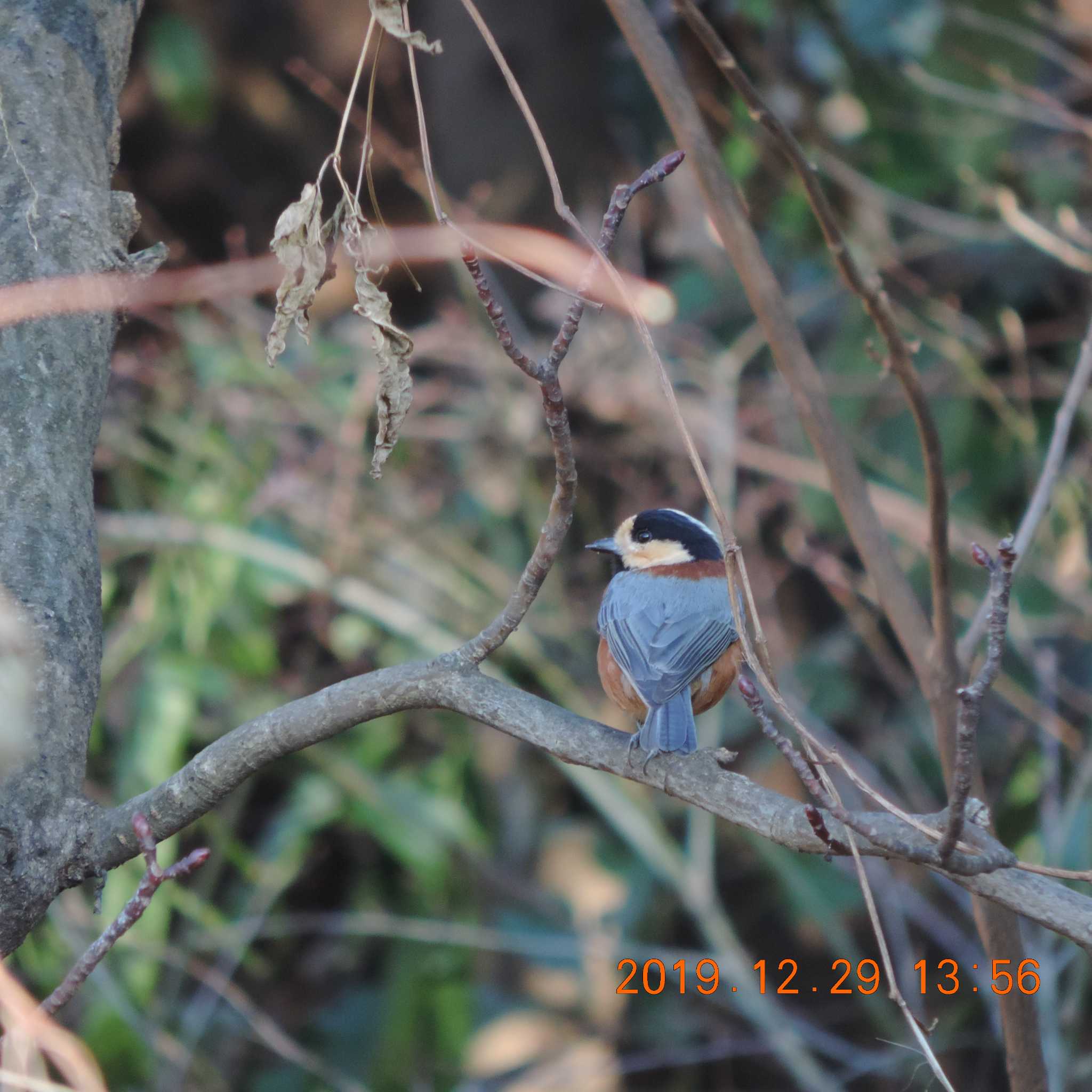 Varied Tit