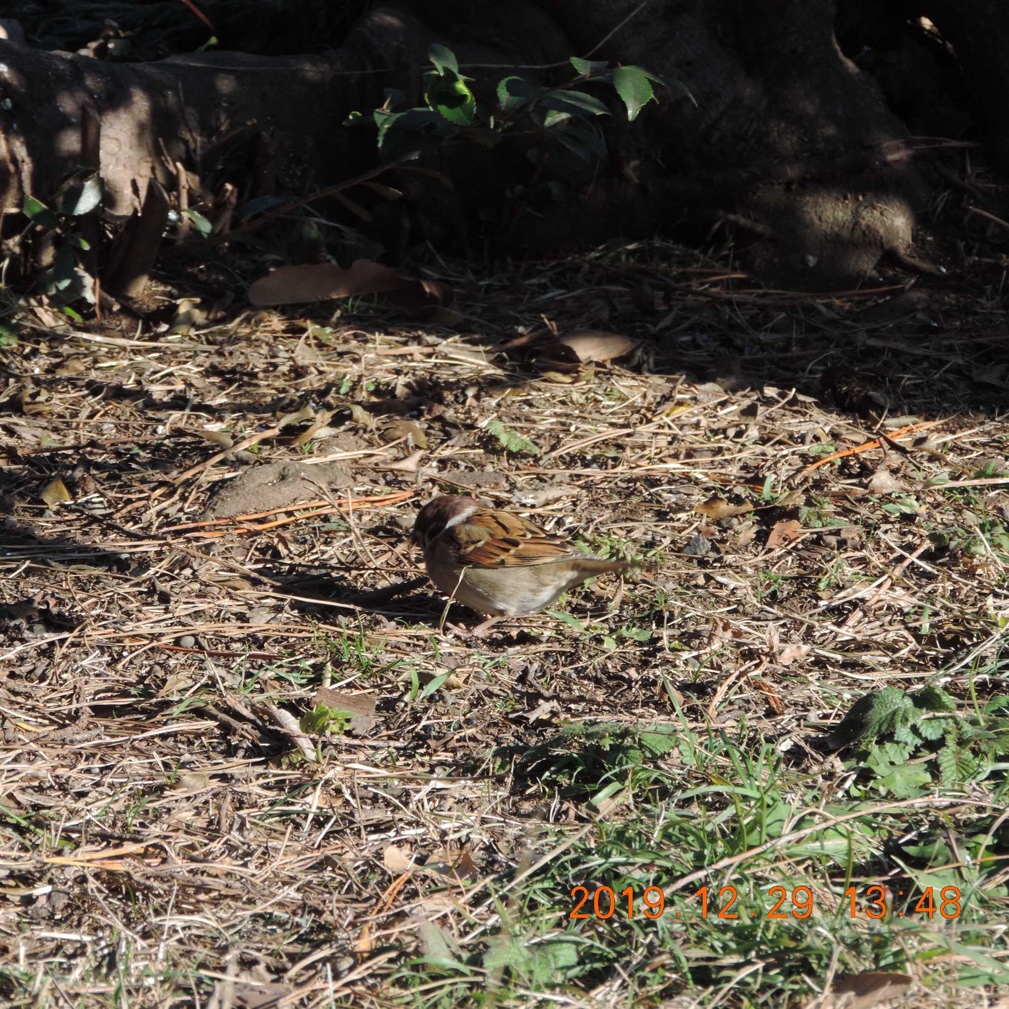 Eurasian Tree Sparrow