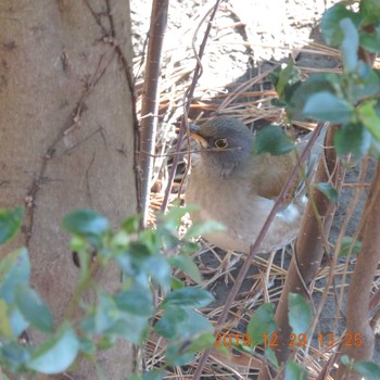 Sun, 12/29/2019 Birding report at Meiji Jingu(Meiji Shrine)