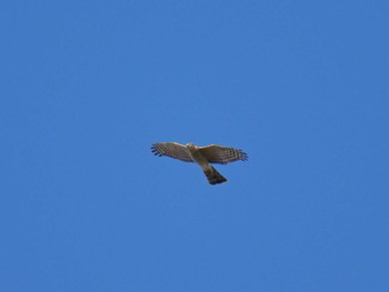 2019年12月29日(日) 神戸市西区の野鳥観察記録