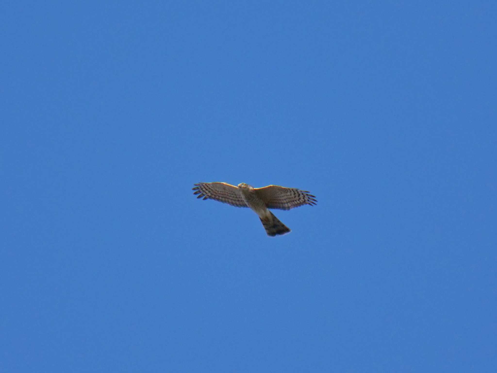 Eurasian Sparrowhawk