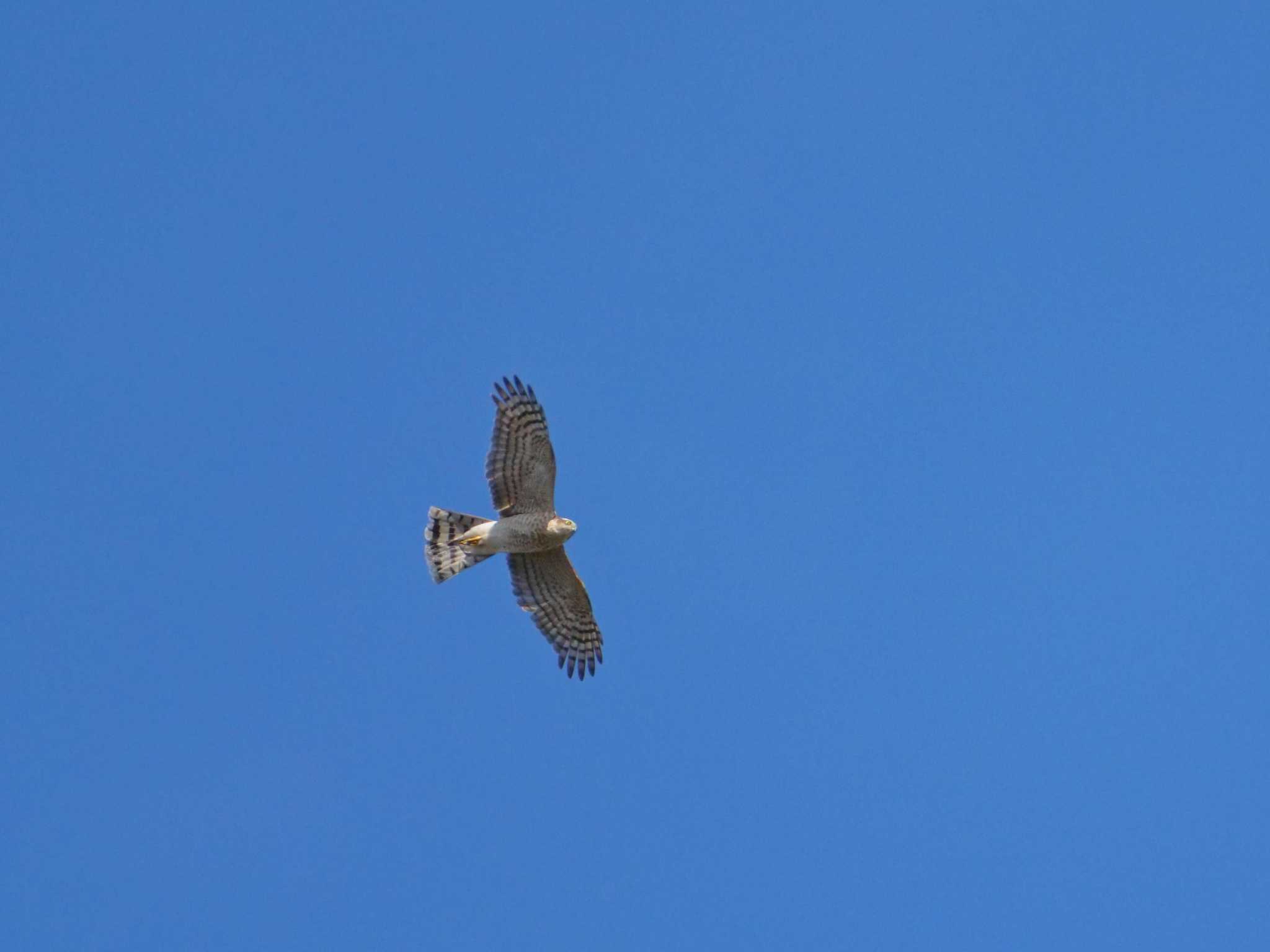 Eurasian Sparrowhawk