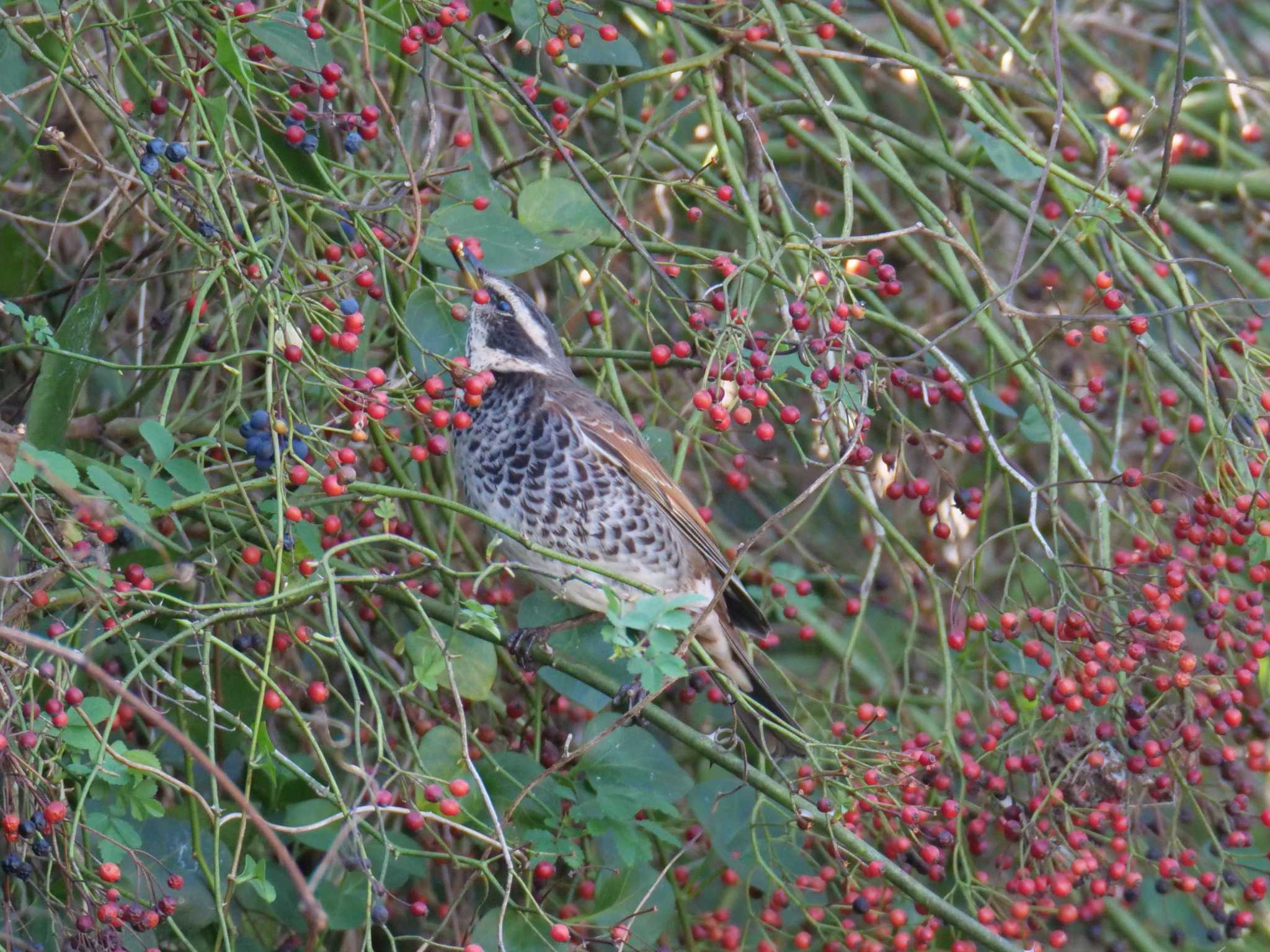 Dusky Thrush