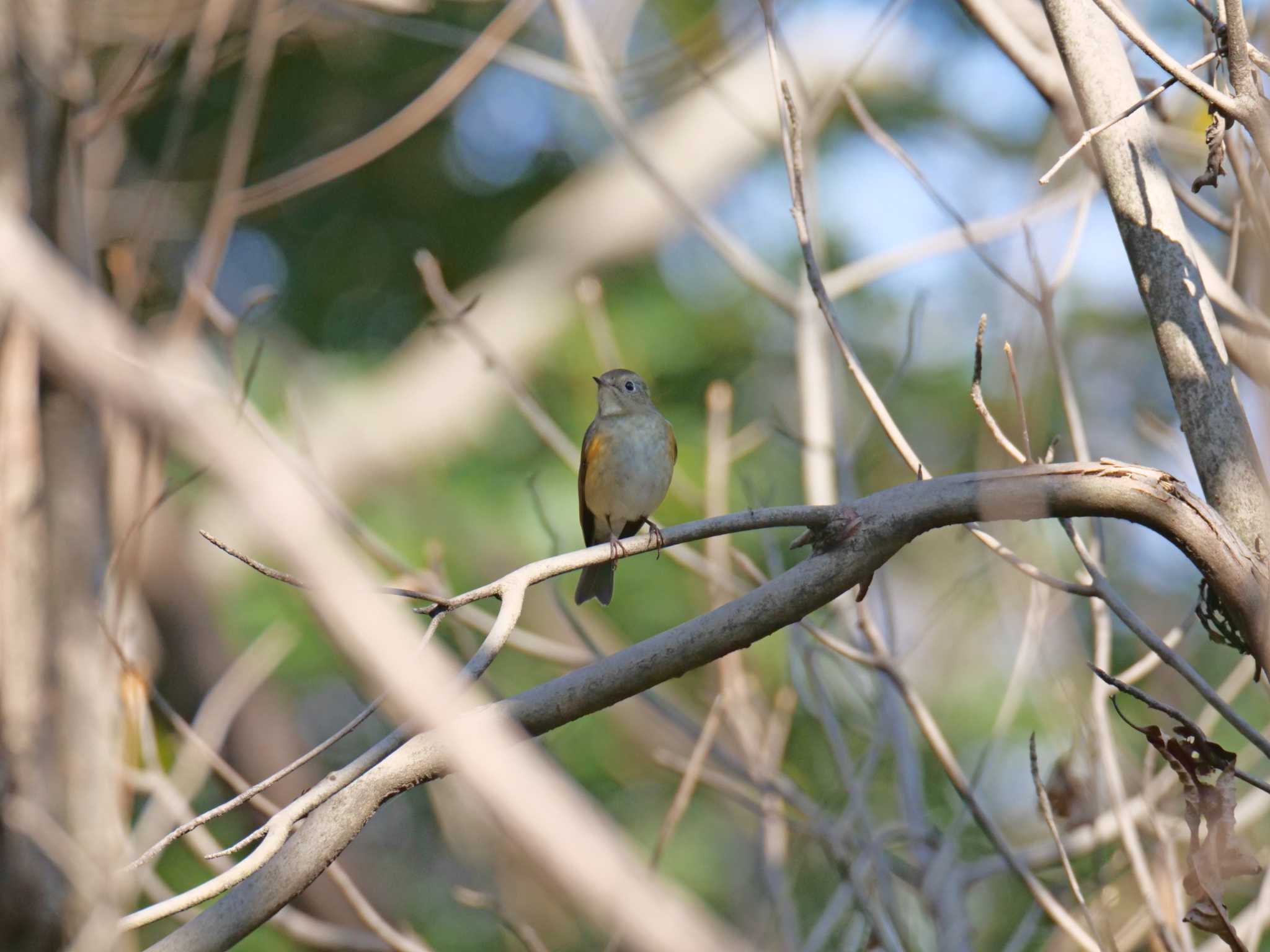 Red-flanked Bluetail