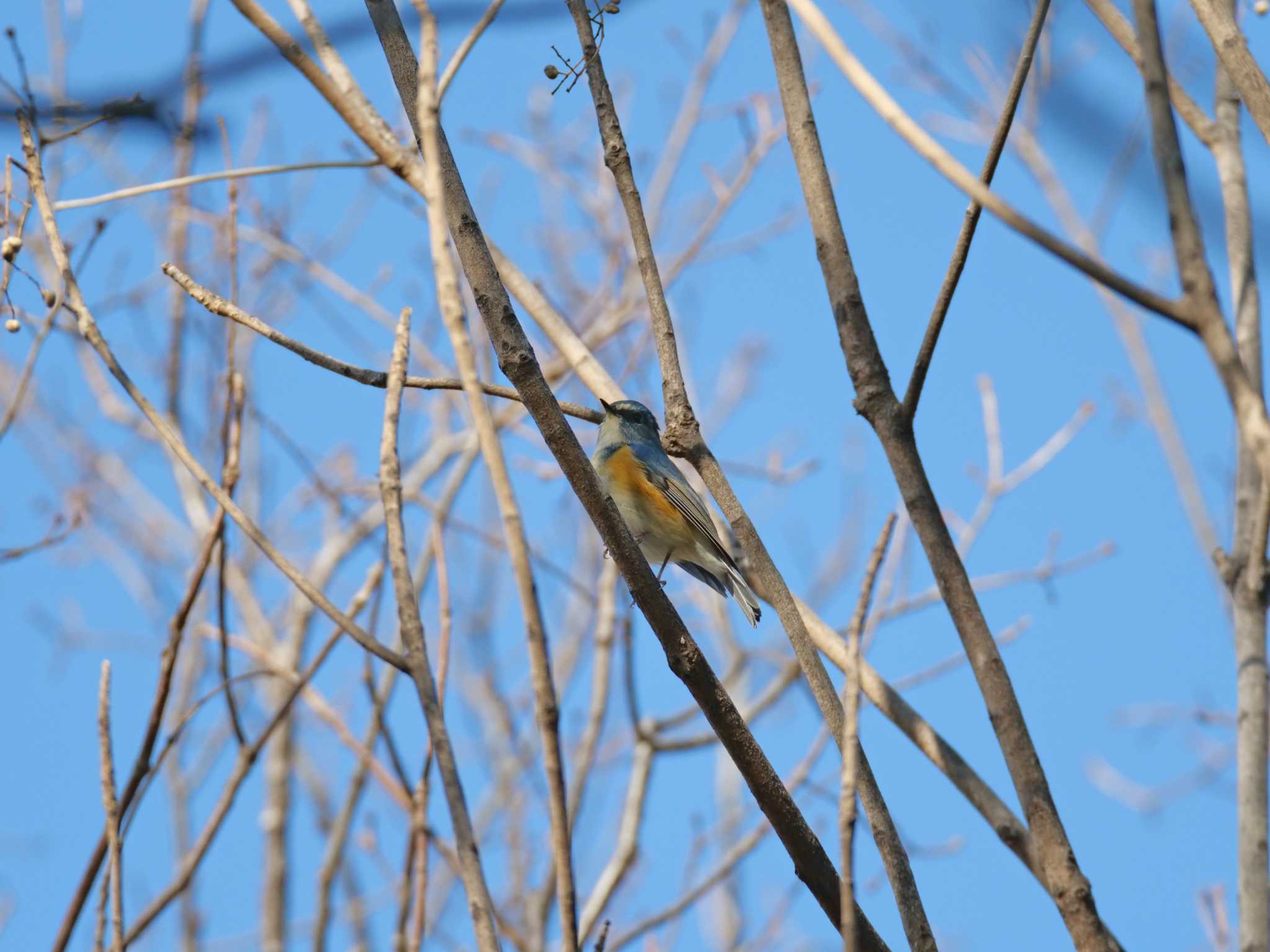 Red-flanked Bluetail