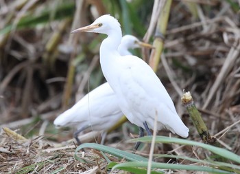 Eastern Cattle Egret Ishigaki Island Sat, 12/28/2019