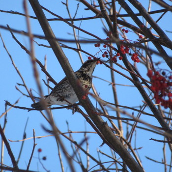 Dusky Thrush Makomanai Park Sun, 12/29/2019