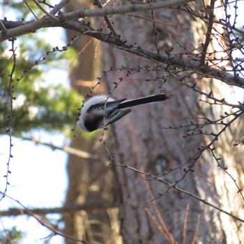 Long-tailed tit(japonicus) Makomanai Park Sun, 12/29/2019