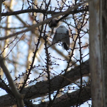 Long-tailed tit(japonicus) Makomanai Park Sun, 12/29/2019