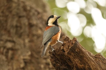 2019年12月26日(木) 三ツ池公園(横浜市鶴見区)の野鳥観察記録