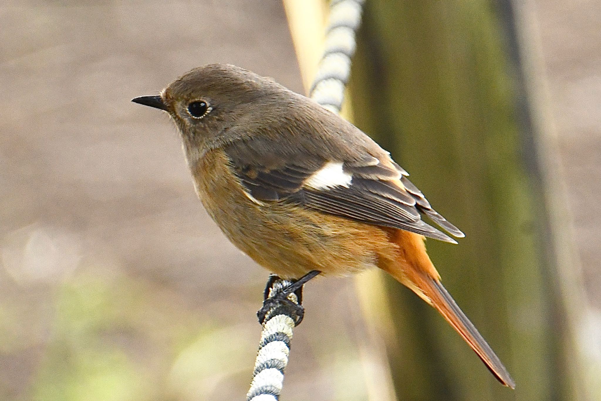 Photo of Daurian Redstart at 湘南平 by 銀杏